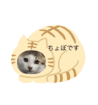 ちょぼ君スタンプ（個別スタンプ：1）