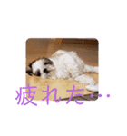 ウェルちゃんスタンプ（個別スタンプ：12）
