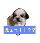 ウェルちゃんスタンプ（個別スタンプ：16）