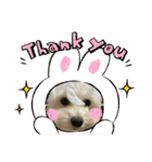 犬の風ちゃん（個別スタンプ：4）