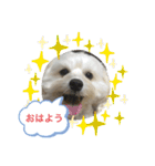 犬の風ちゃん（個別スタンプ：5）