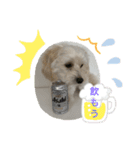 犬の風ちゃん（個別スタンプ：7）