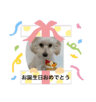 犬の風ちゃん（個別スタンプ：8）