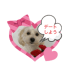 犬の風ちゃん（個別スタンプ：9）