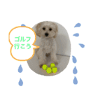 犬の風ちゃん（個別スタンプ：10）