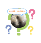 犬の風ちゃん（個別スタンプ：11）