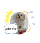犬の風ちゃん（個別スタンプ：12）