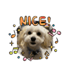 犬の風ちゃん（個別スタンプ：13）