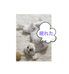 犬の風ちゃん（個別スタンプ：14）