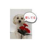 犬の風ちゃん（個別スタンプ：15）