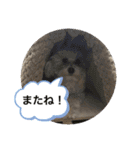 犬の風ちゃん（個別スタンプ：16）