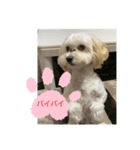犬の風ちゃん（個別スタンプ：17）