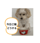犬の風ちゃん（個別スタンプ：19）