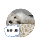 犬の風ちゃん（個別スタンプ：20）