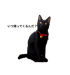 犬！猫！！（個別スタンプ：1）