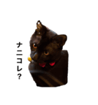 犬！猫！！（個別スタンプ：3）