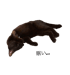 犬！猫！！（個別スタンプ：4）