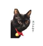 犬！猫！！（個別スタンプ：5）