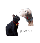 犬！猫！！（個別スタンプ：6）