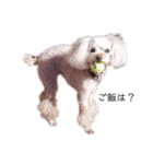 犬！猫！！（個別スタンプ：7）