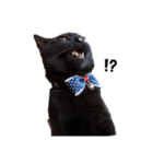 犬！猫！！（個別スタンプ：8）