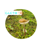 きのこ時々 苔 癒し（個別スタンプ：1）