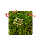 きのこ時々 苔 癒し（個別スタンプ：5）