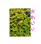 きのこ時々 苔 癒し（個別スタンプ：7）