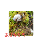 きのこ時々 苔 癒し（個別スタンプ：10）