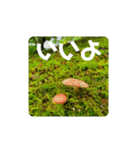 きのこ時々 苔 癒し（個別スタンプ：11）