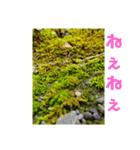 きのこ時々 苔 癒し（個別スタンプ：13）