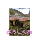 きのこ時々 苔 癒し（個別スタンプ：14）