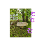 きのこ時々 苔 癒し（個別スタンプ：16）