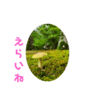 きのこ時々 苔 癒し（個別スタンプ：19）