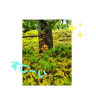 きのこ時々 苔 癒し（個別スタンプ：23）