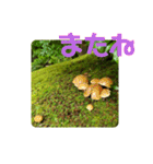 きのこ時々 苔 癒し（個別スタンプ：25）