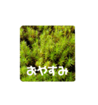 きのこ時々 苔 癒し（個別スタンプ：28）