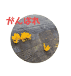 きのこ時々 苔 癒し（個別スタンプ：30）