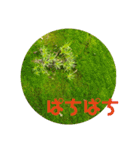きのこ時々 苔 癒し（個別スタンプ：36）