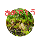きのこ時々 苔 癒し（個別スタンプ：40）