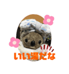 コアラのねむちゃん2（個別スタンプ：6）