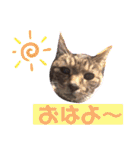 キジトラPちゃん（個別スタンプ：1）