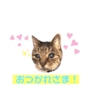 キジトラPちゃん（個別スタンプ：3）