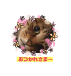 キジトラPちゃん（個別スタンプ：4）