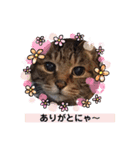 キジトラPちゃん（個別スタンプ：7）