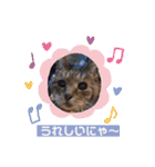 キジトラPちゃん（個別スタンプ：8）