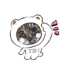 キジトラPちゃん（個別スタンプ：13）