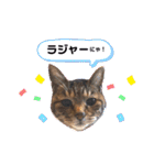 キジトラPちゃん（個別スタンプ：16）