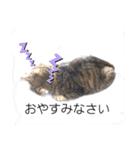 キジトラPちゃん（個別スタンプ：29）
