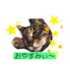 キジトラPちゃん（個別スタンプ：30）
